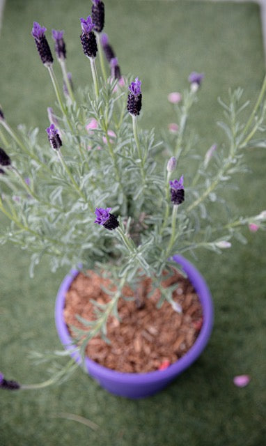 A close-up of a lavender plant growing in a purple plastic container, where using drainage material for planters helps prevent soggy roots.