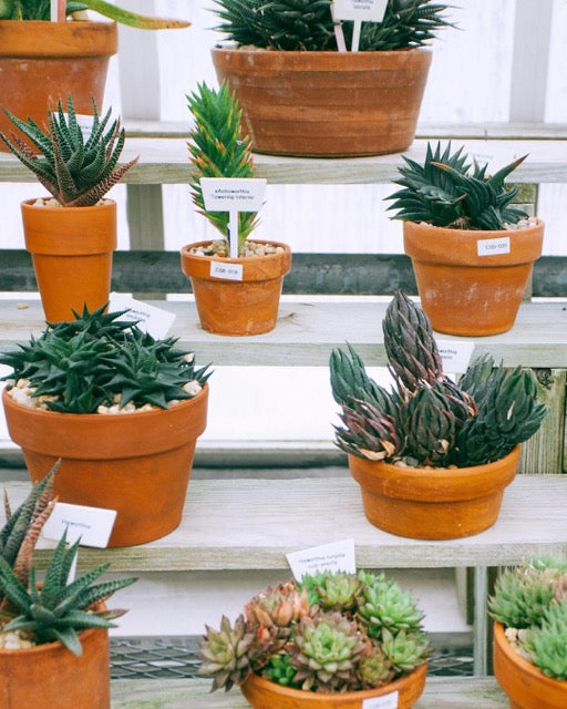 Several small terracotta pots filled with succulents, arranged on wooden shelves in natural daylight with implied installation of planter pot drainage material that is recommended for dry climates.