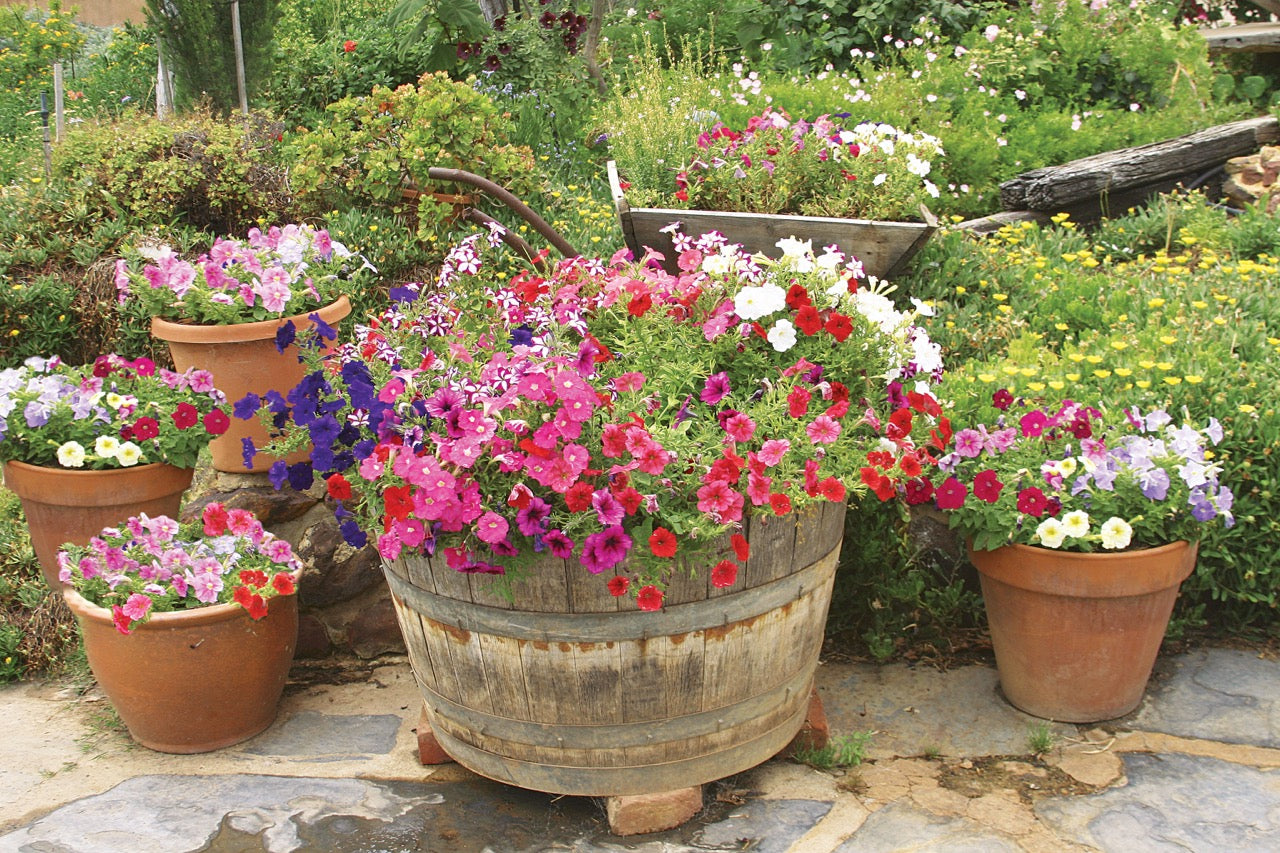 Colorful flowering plants in large outdoor wooden barrel planter.